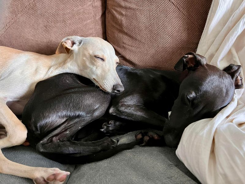 Italian Greyhound