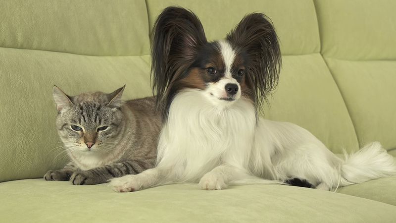 Spaniel Papillon