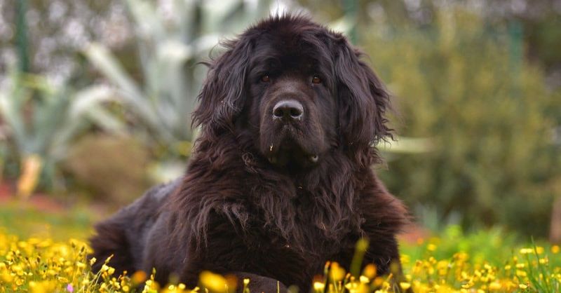 Newfoundland