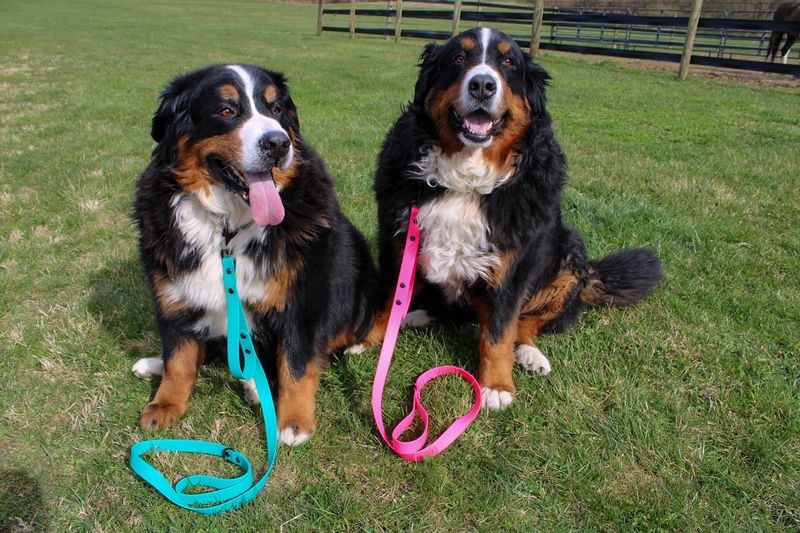 Bernese Mountain Dog