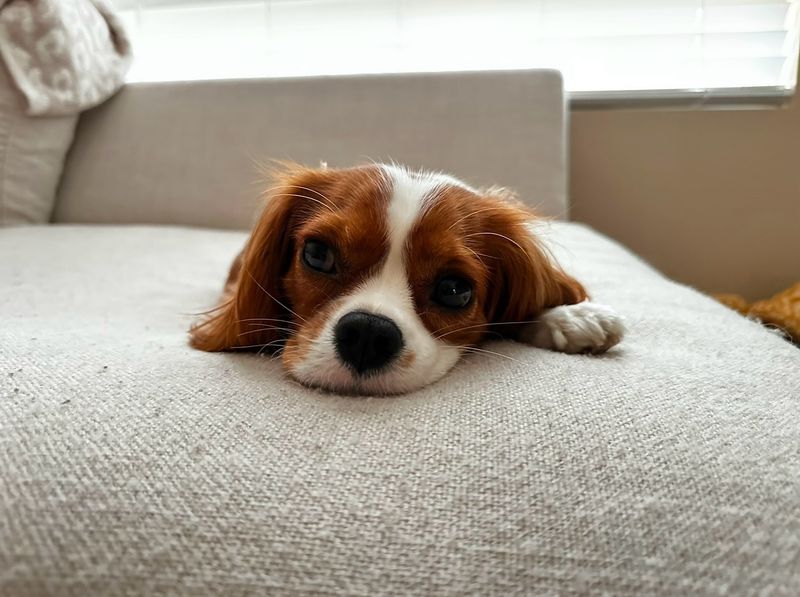 Cavalier King Charles Spaniel