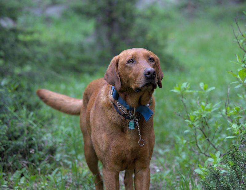 Labrador Retriever
