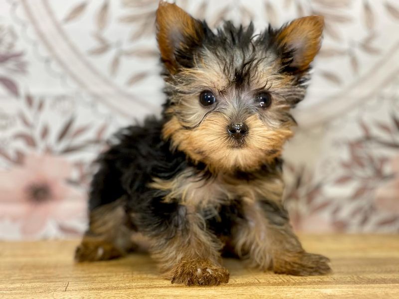 Yorkshire Terrier