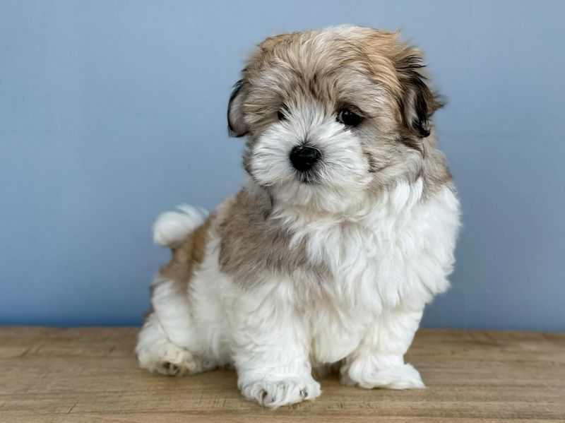 Havanese