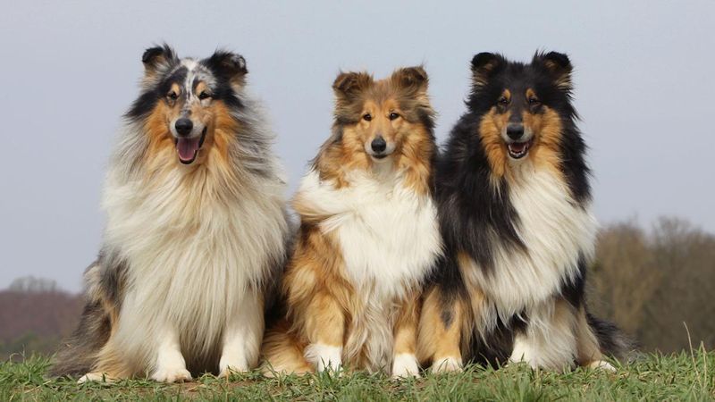 Collie