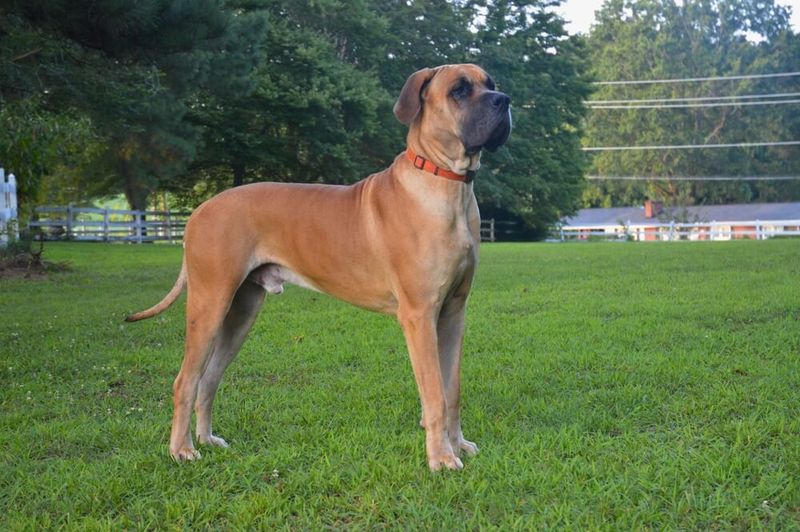 Great Dane