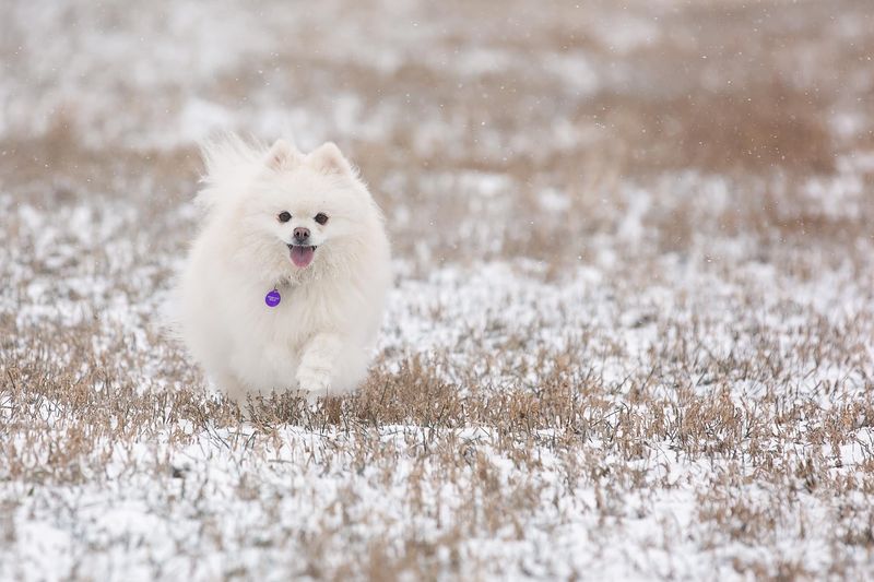 Pomeranian