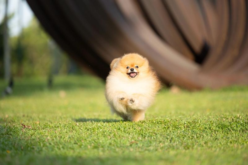 Pomeranian