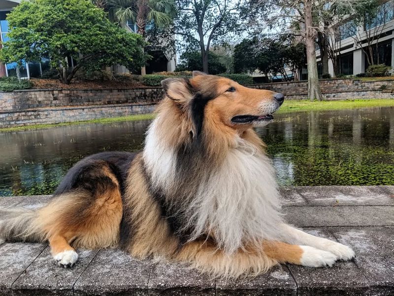 Collie