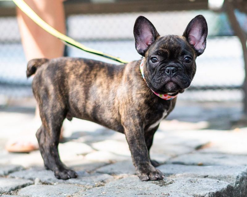 French Bulldog