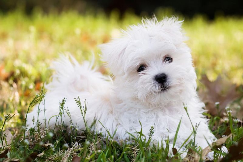 Maltese