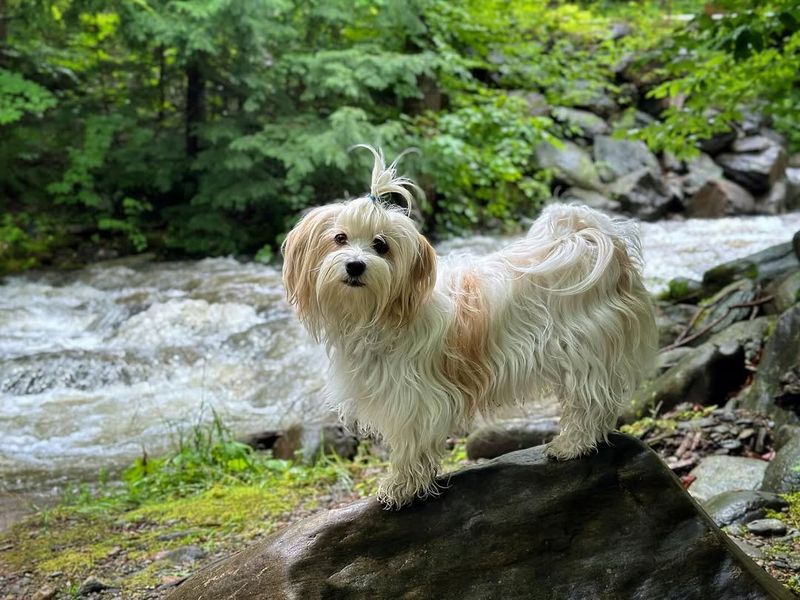 Havanese