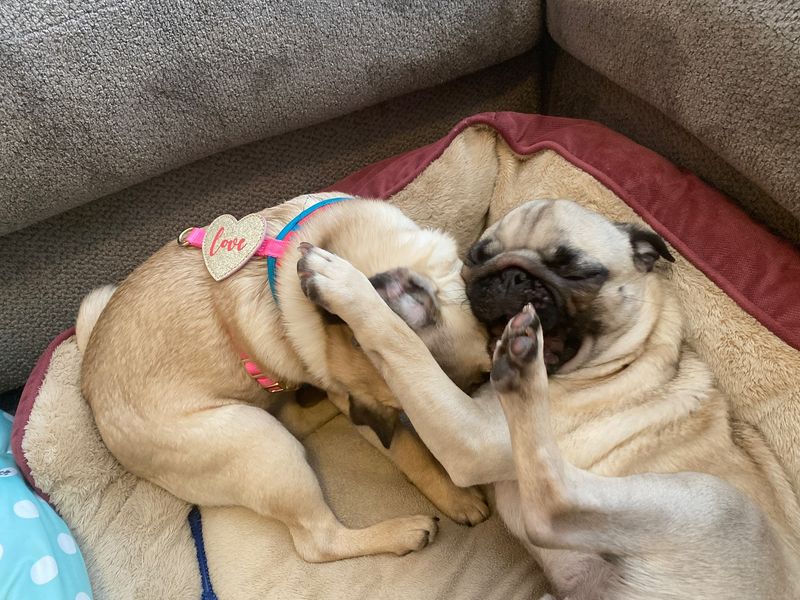 Pug