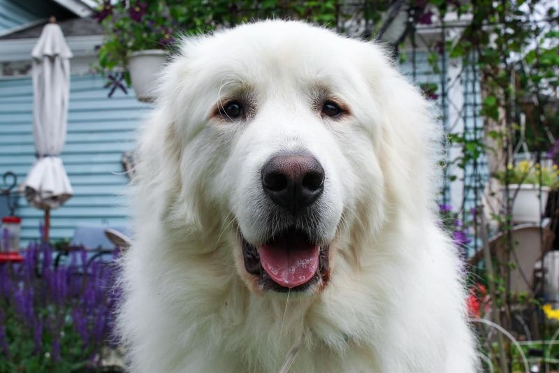 Great Pyrenees
