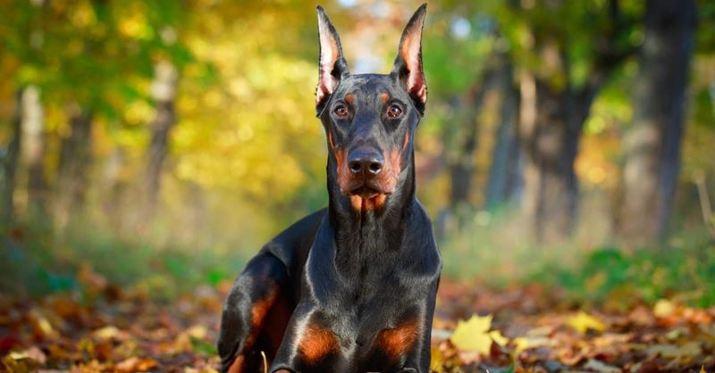 Doberman Pinscher
