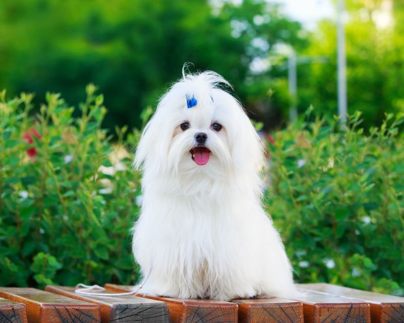 Maltese