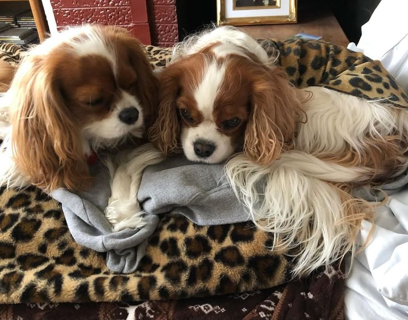 Cavalier King Charles Spaniel