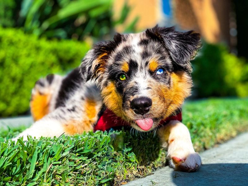 Australian Shepherd