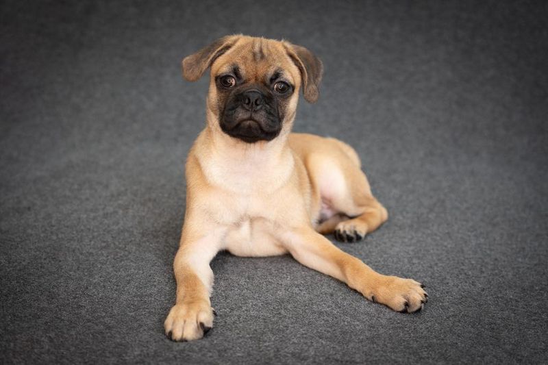 Pug
