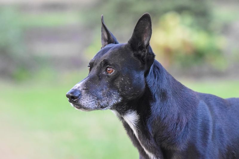 Carolina Dog