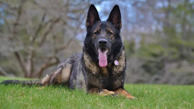 Sable German Shepherd