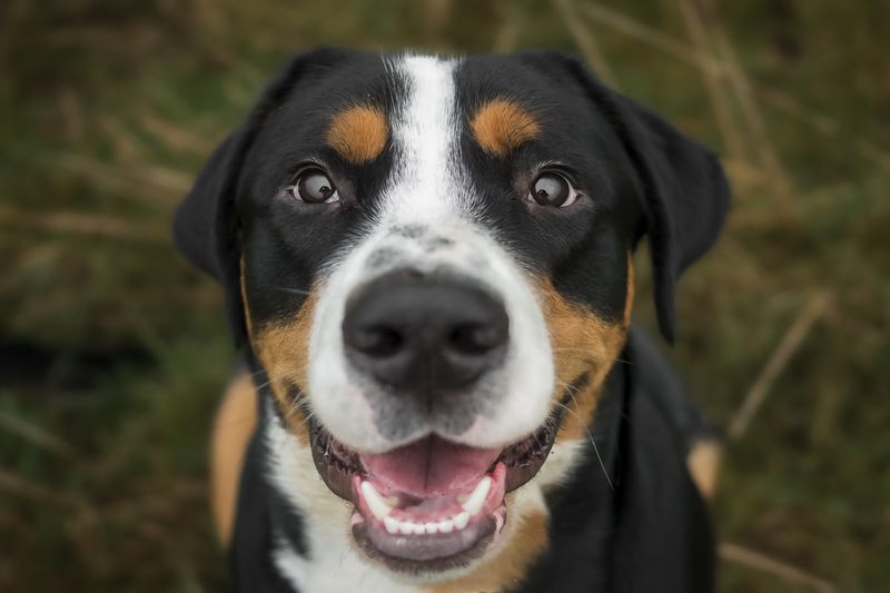 Appenzeller Sennenhund