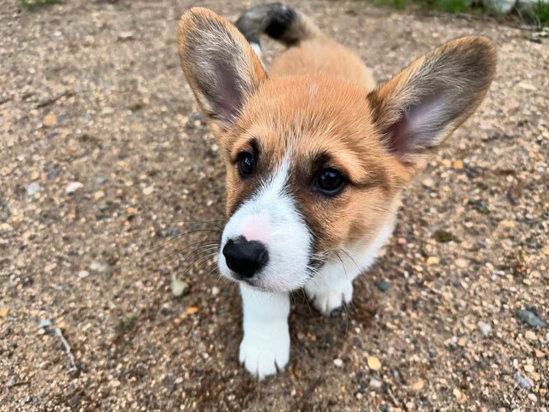 Pembroke Welsh Corgi