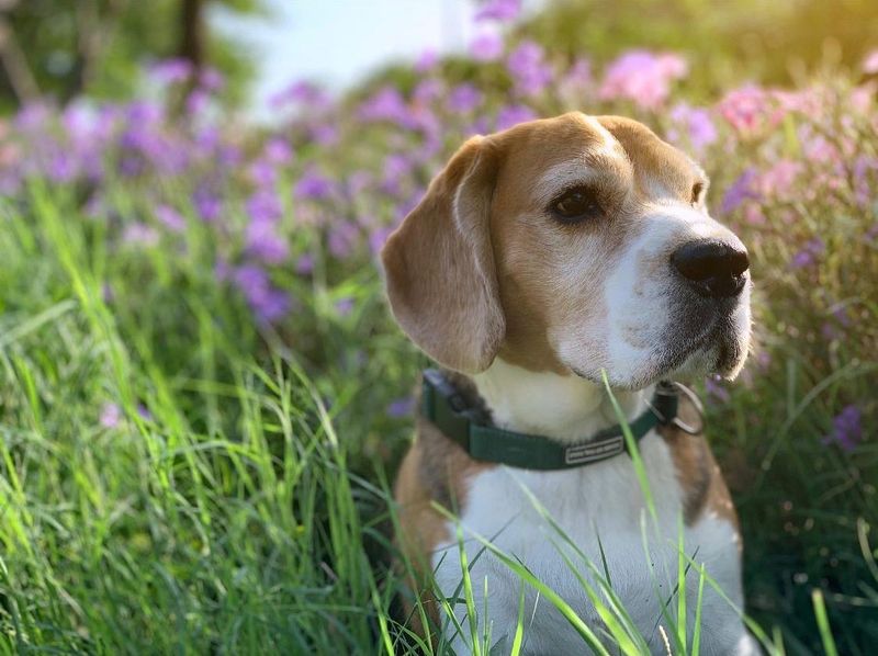 Beagle