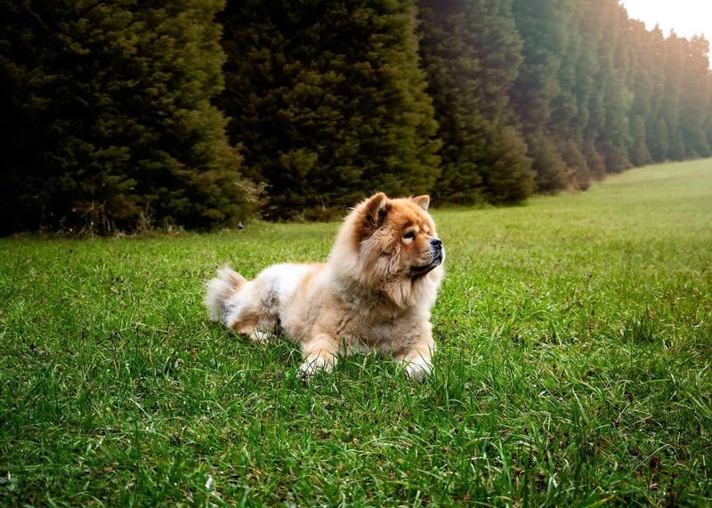 Chow Chow
