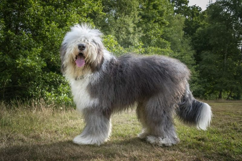 Old English Sheepdog