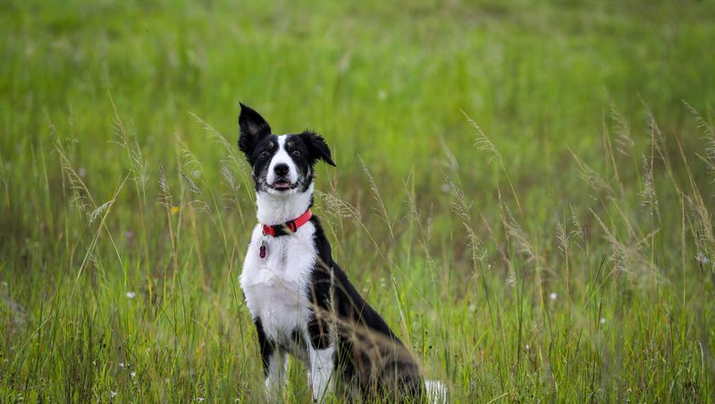 Border Collie