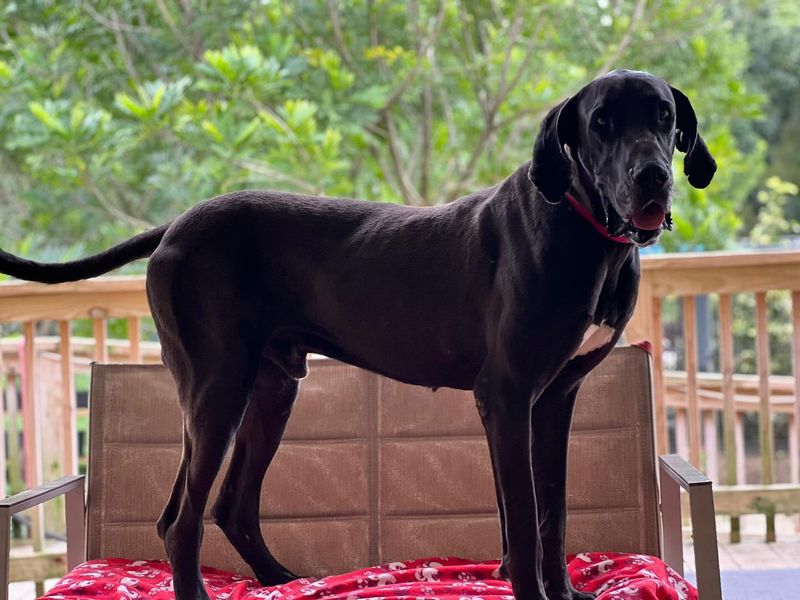 Great Dane
