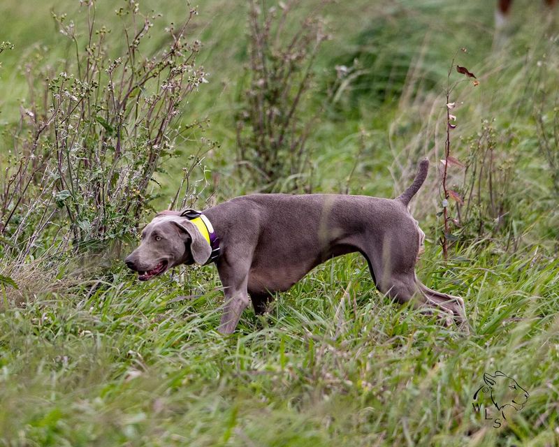 Weimaraner