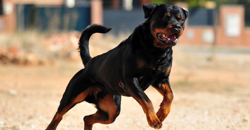 Rottweiler