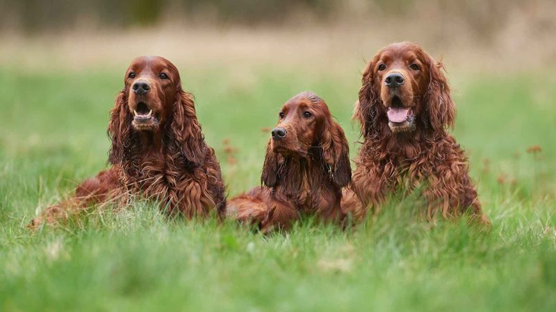 Red Belton Setter