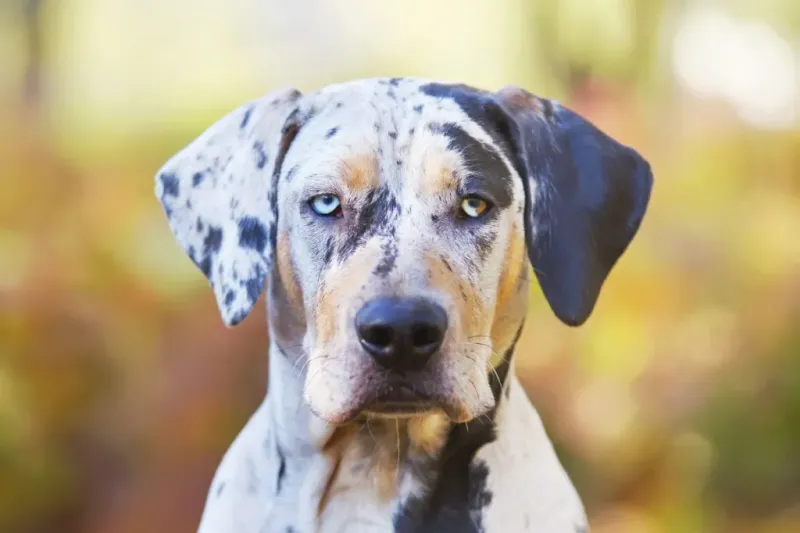 Catahoula Leopard Dog