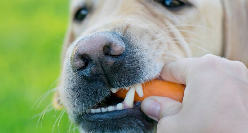 Carrots
