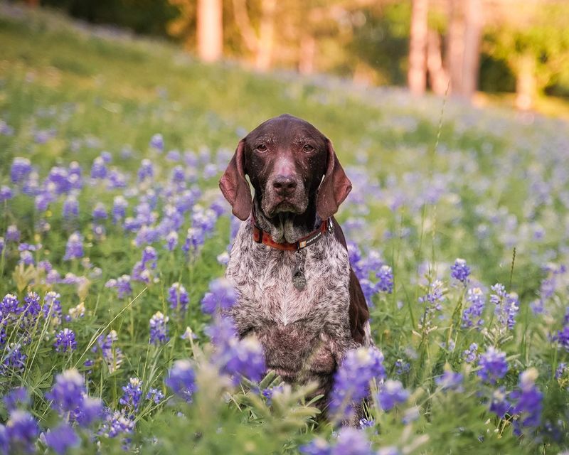 German Shorthaired Pointer