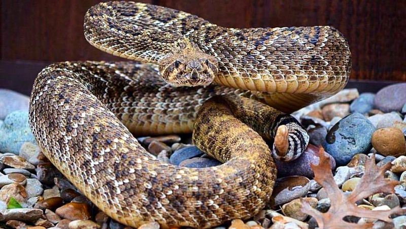 Rattlesnakes