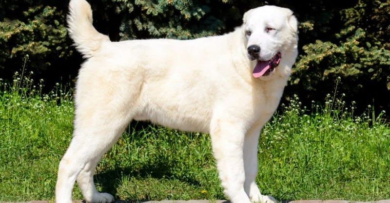 Akbash Dog