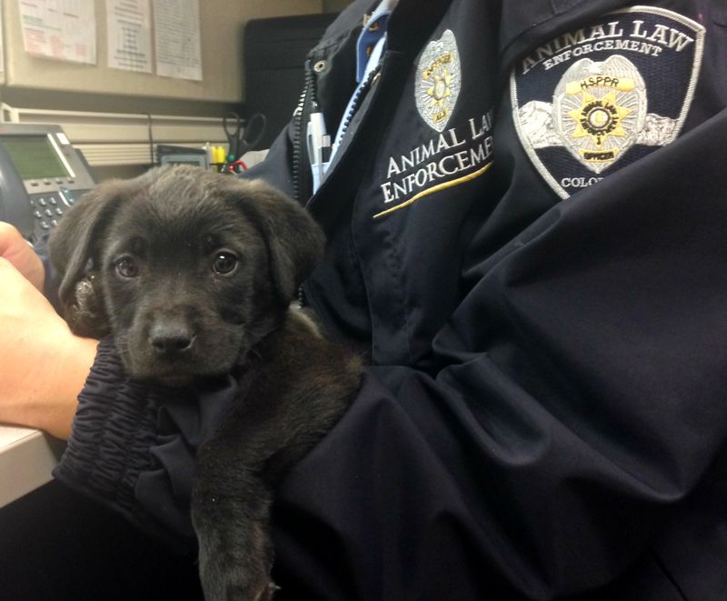 Research Local Pet Laws