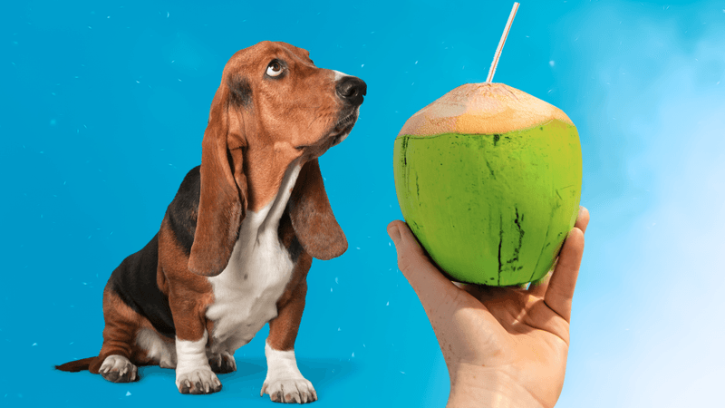 Coconut Water