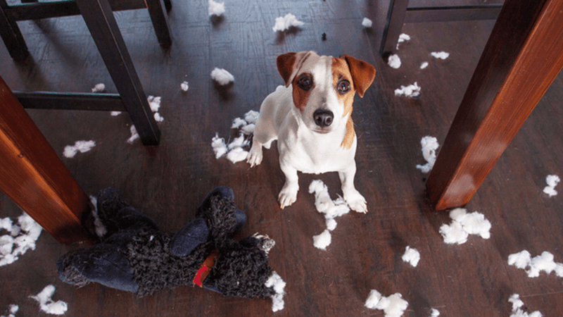 Jack Russell Terrier