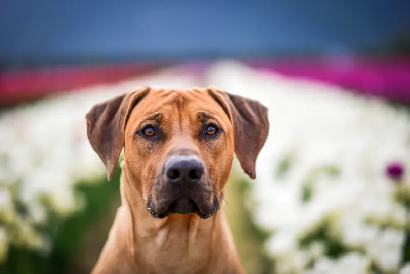 Rhodesian Ridgeback