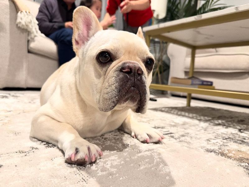 French Bulldog