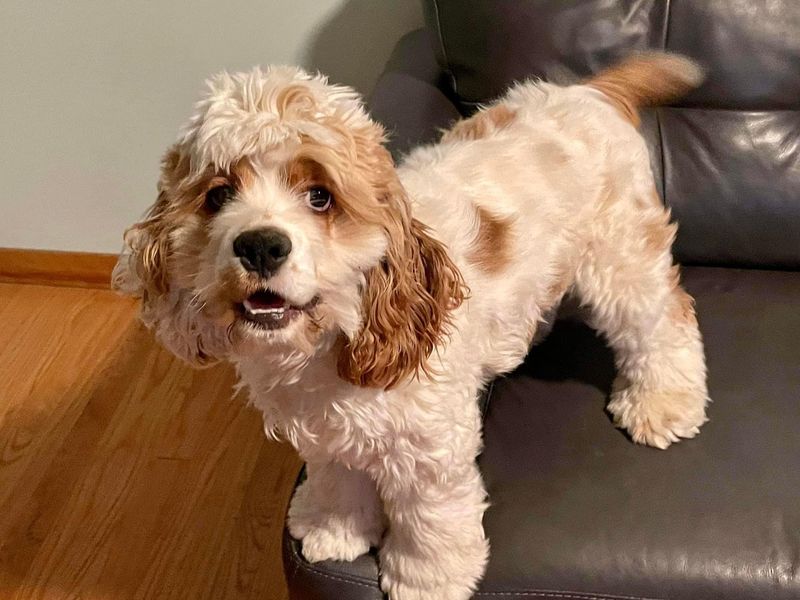 Cocker Spaniel