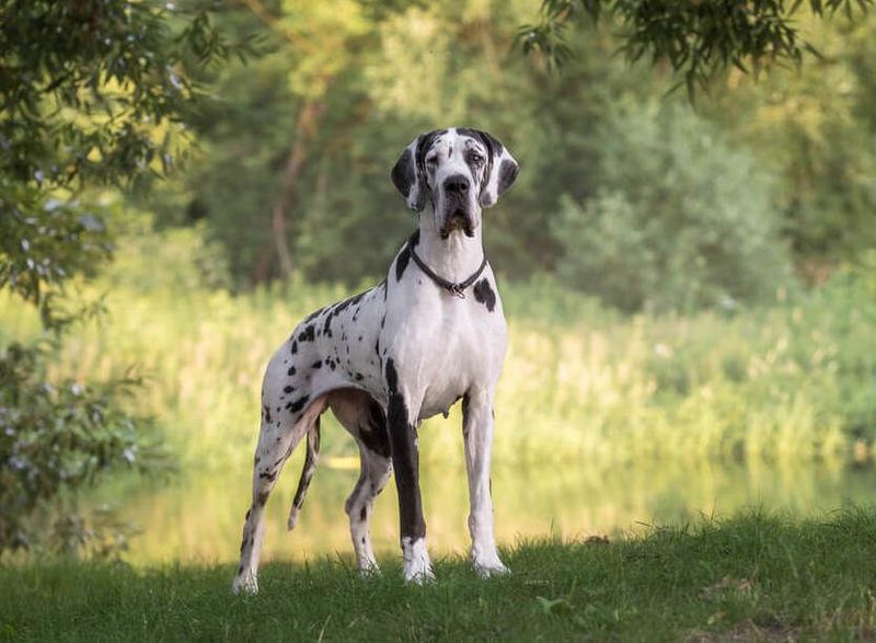 Great Dane