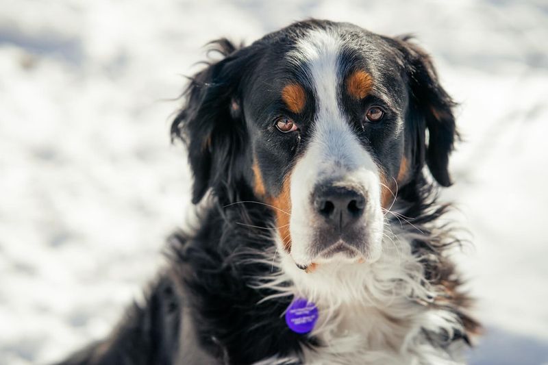 Bernese Mountain Dog