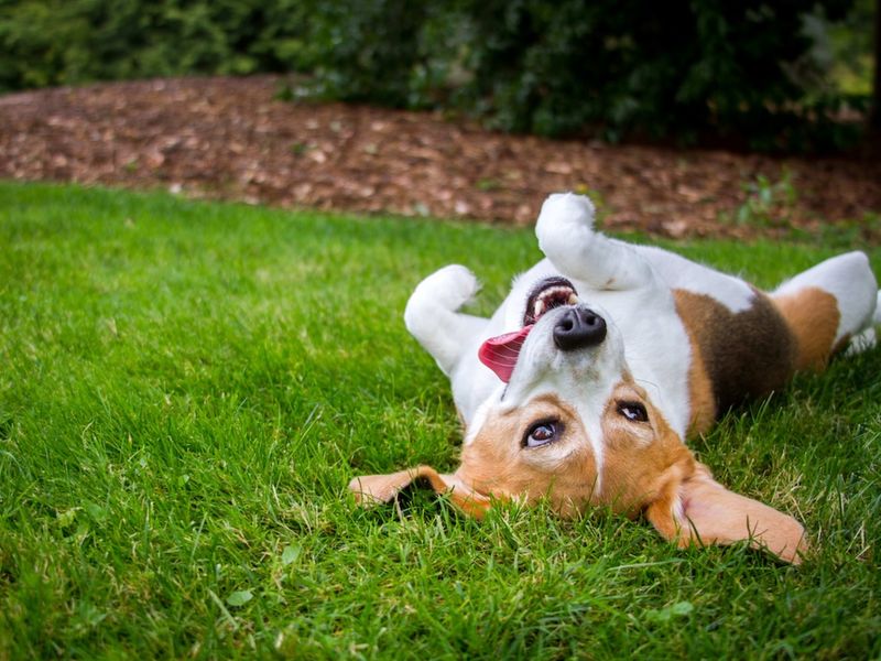 Beagle