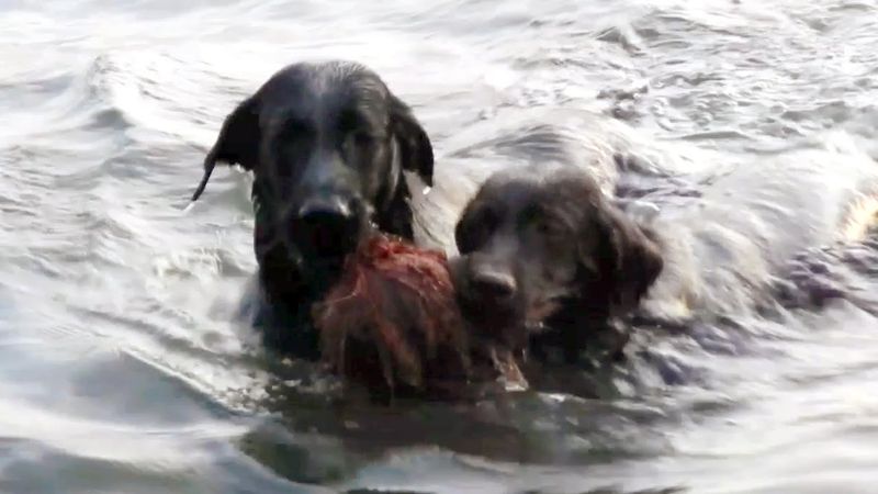 Labrador Retriever